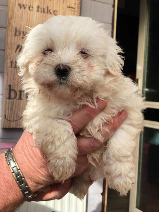 Cute Maltese puppies all ready