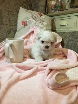 Cute Maltese puppies all ready