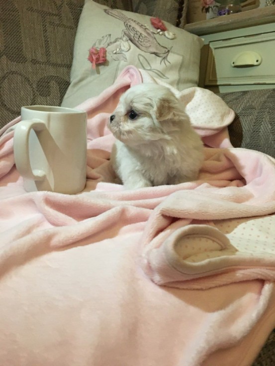 Cute Maltese puppies all ready