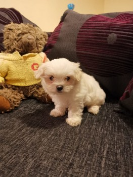 Cute Maltese puppies all ready