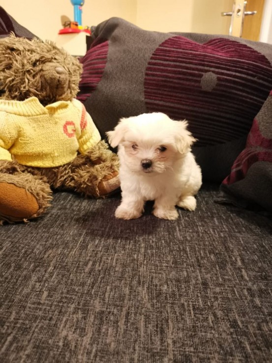 Cute Maltese puppies all ready