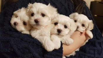 Cute Maltese puppies all ready