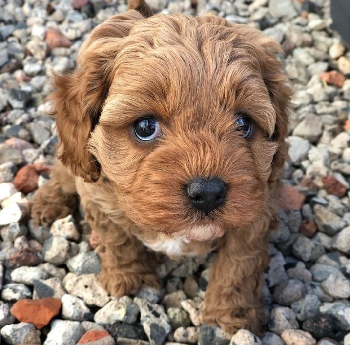 Cavoodle puppie for sale