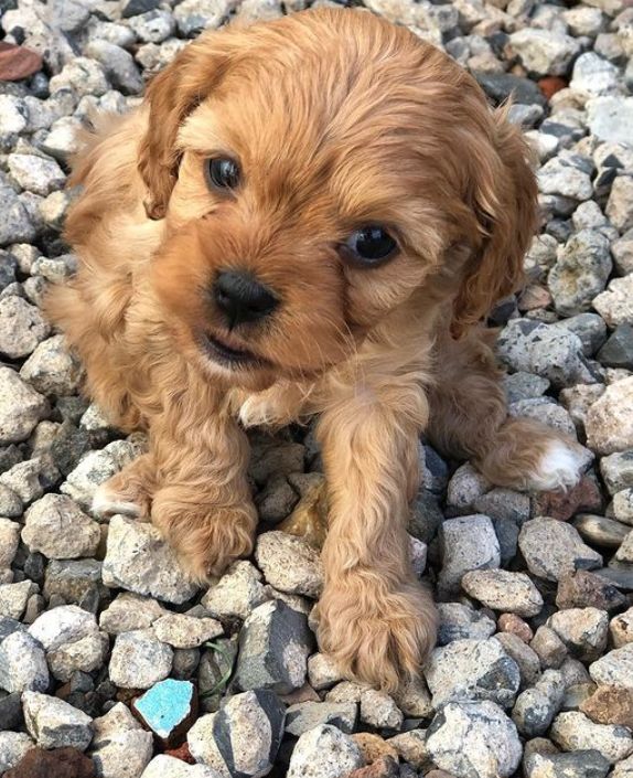 Cavoodle puppie for sale