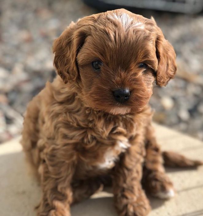 Cavoodle puppie for sale