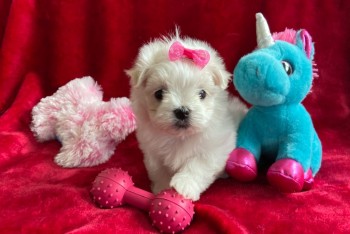 Cute Maltese puppies all ready