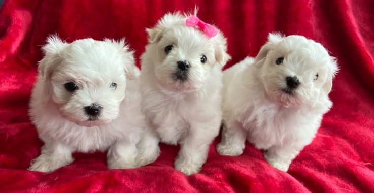 Cute Maltese puppies all ready