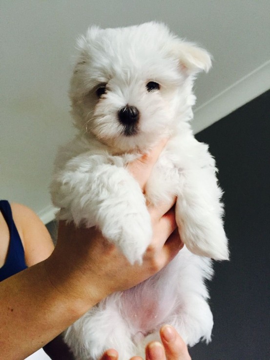 Cute Maltese puppies all ready