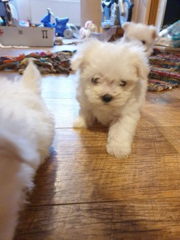 Cute Maltese puppies all ready