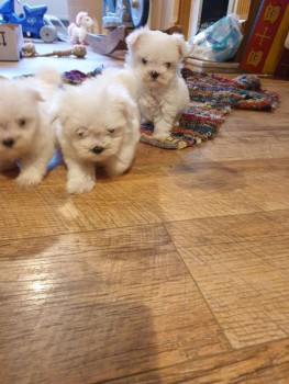 Cute Maltese puppies all ready