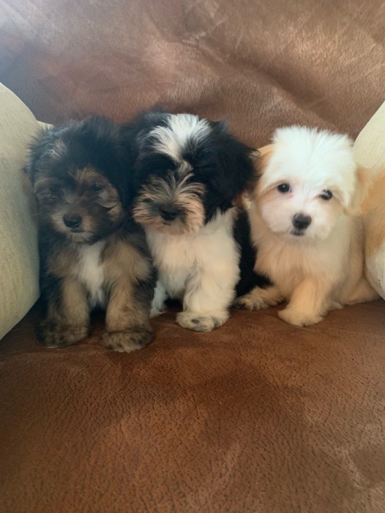 Cute Maltese puppies all ready