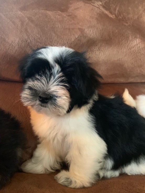 Cute Maltese puppies all ready