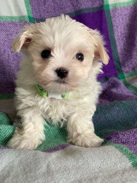 Cute Maltese puppies all ready