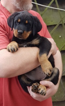 Rottweiler Puppies - Excellent Bloodline