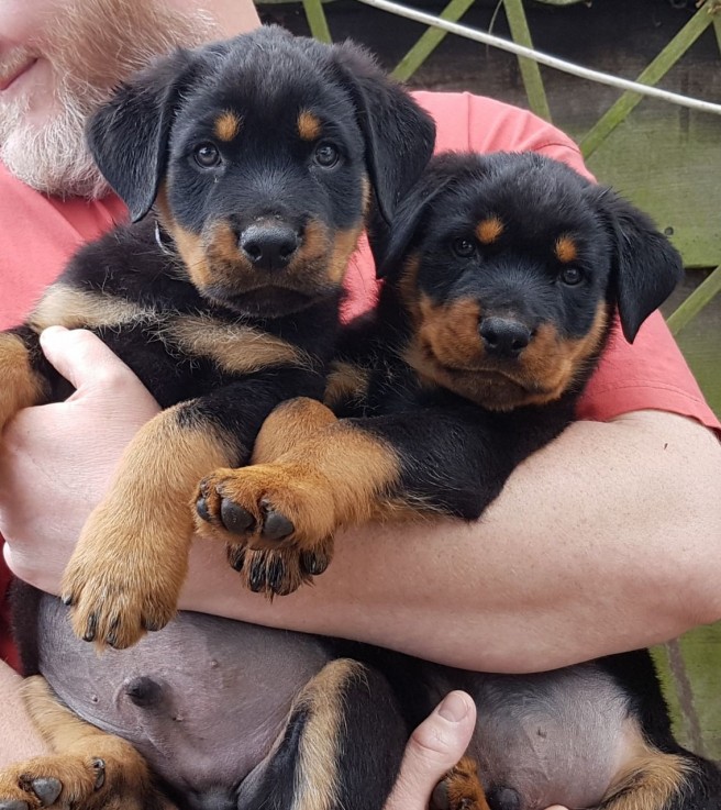 Rottweiler Puppies - Excellent Bloodline