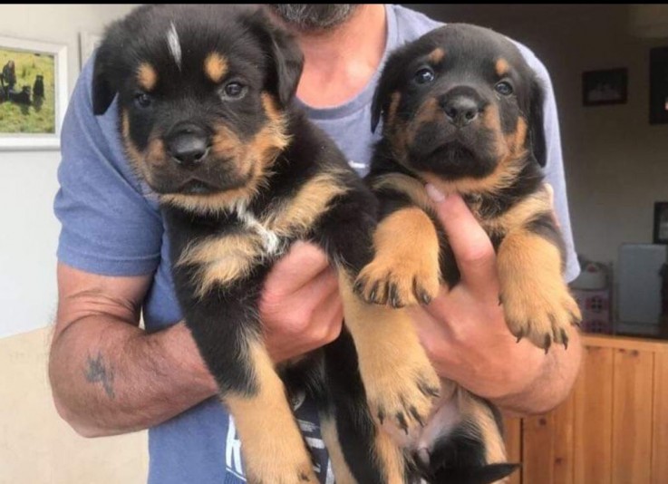 Rottweiler Puppies - Excellent Bloodline