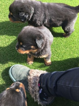 Rottweiler Puppies - Excellent Bloodline