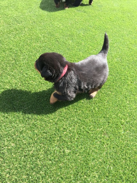 Rottweiler Puppies - Excellent Bloodline