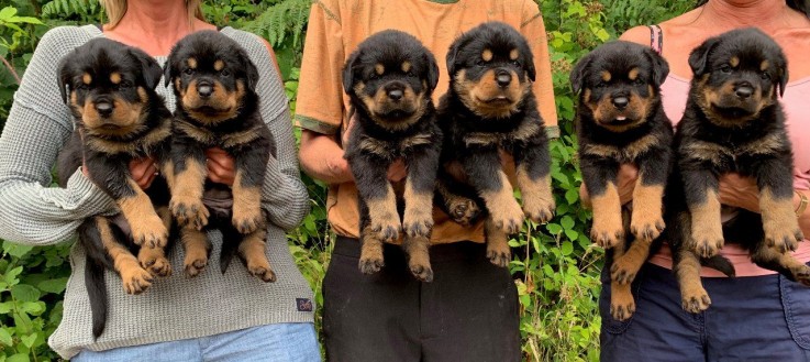 Rottweiler Puppies - Excellent Bloodline