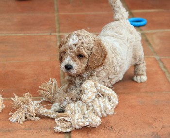 Beautiful Cavapoo Puppies