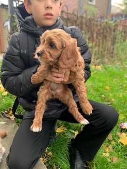 Beautiful Cavapoo Puppies