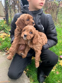 Beautiful Cavapoo Puppies