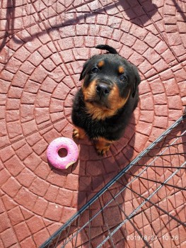 Rottweiler Puppies - Excellent Bloodline