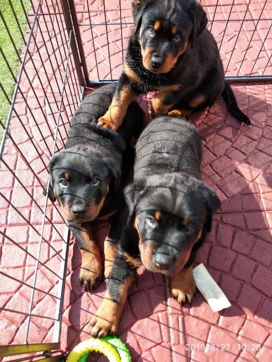 Rottweiler Puppies - Excellent Bloodline