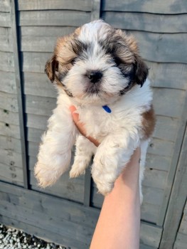 Gorgeous shih tzu puppies all ready