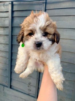 Gorgeous shih tzu puppies all ready