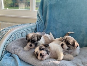 Gorgeous shih tzu puppies all ready