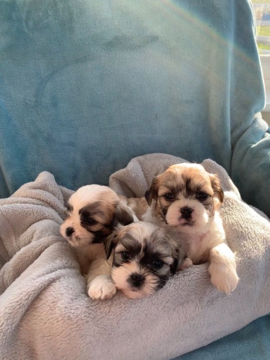 Gorgeous shih tzu puppies all ready