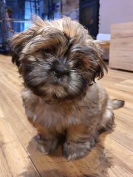 Gorgeous shih tzu puppies all ready