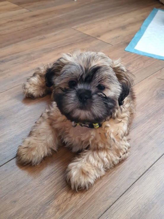 Gorgeous shih tzu puppies all ready