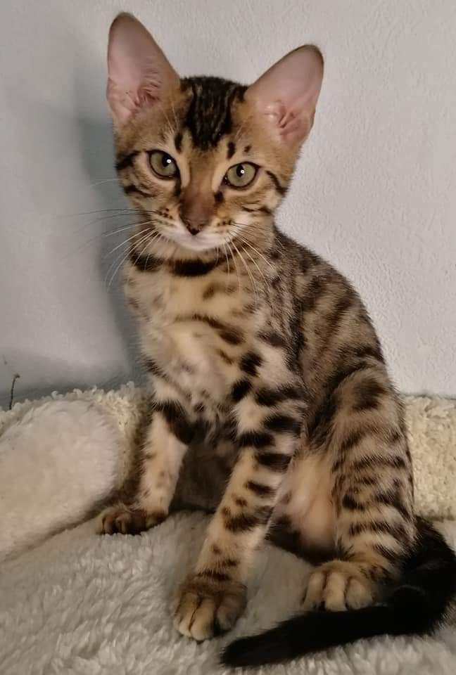 Exotic Bengal and ocelot kittens 