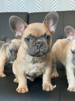 Quality French Bulldog Puppies