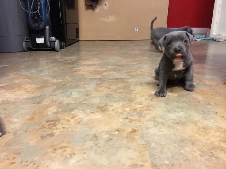 Beautiful Chunky Blue Staff Puppies