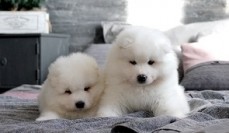 Samoyed puppies