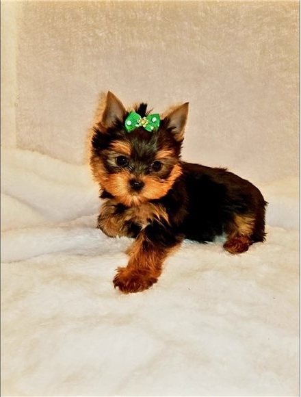 Male and Female Yorkie puppies 