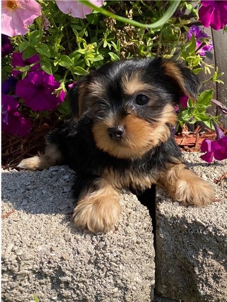 Male and Female Yorkie puppies 