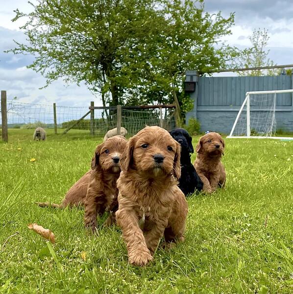 FOUR COCKERPOO PUPPIES