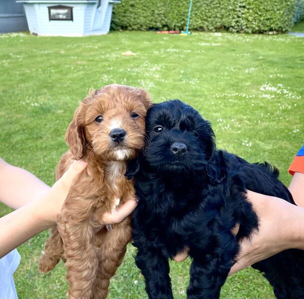 FOUR COCKERPOO PUPPIES