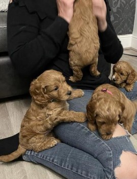 Gorgeous fox red f1b cockapoos