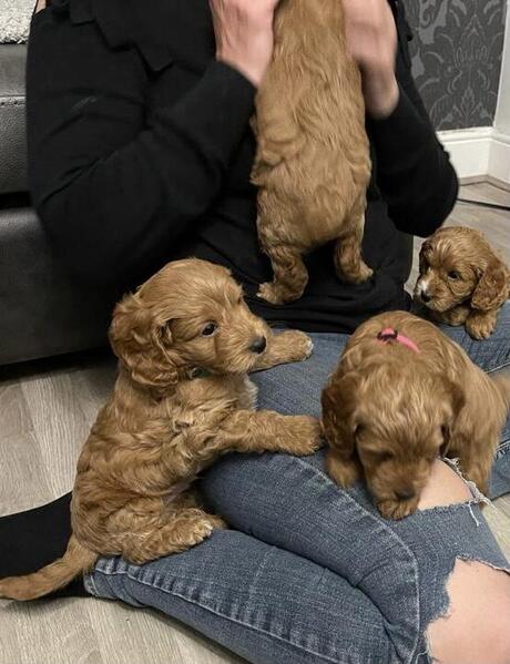 Gorgeous fox red f1b cockapoos