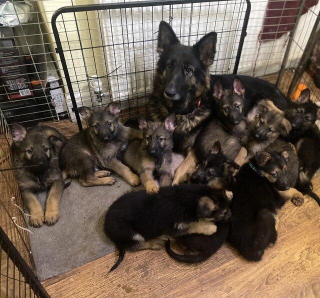 Stunning Female German Shepherd Puppies