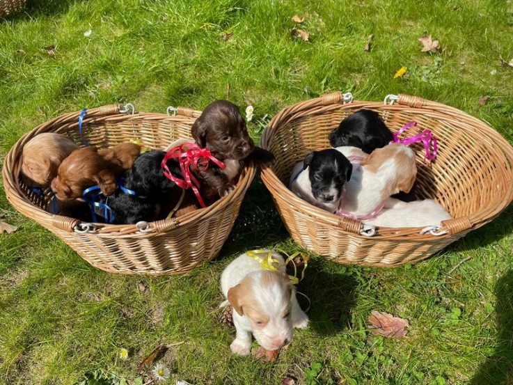 Cocker spaniel puppies for sale