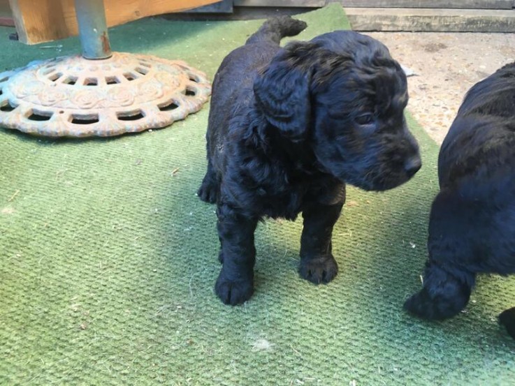 Miniature F1 labradoodle puppies