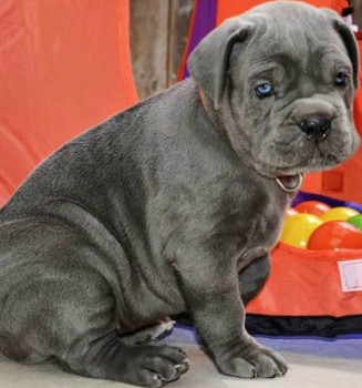 lovely cane corso puppies