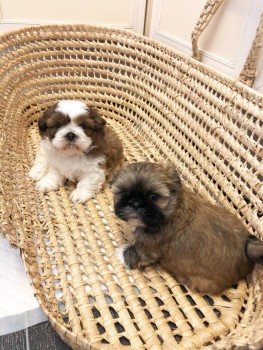 Gorgeous shih tzu puppies all ready