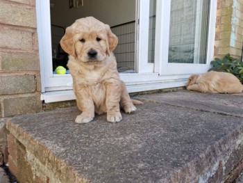 Golden Retriever puppies